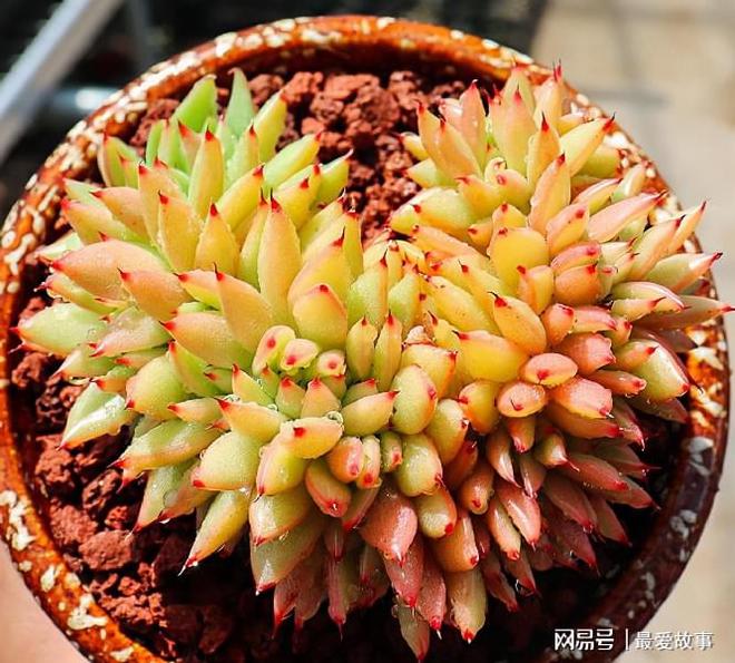 多肉綴化長得快嗎_多肉綴化養(yǎng)護_40種多肉綴化