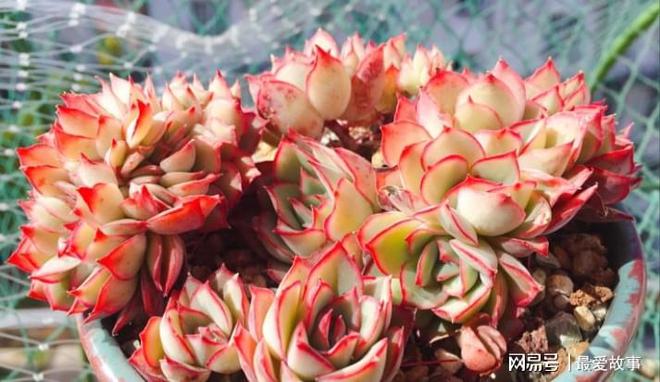 多肉綴化長得快嗎_40種多肉綴化_多肉綴化養(yǎng)護