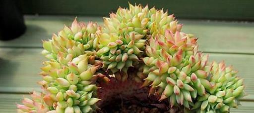 5種容易“綴化”的多肉，家里擺上幾盆，美成一道風(fēng)景線！