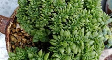 多肉綴化好嗎_多肉綴化養護_40種多肉綴化