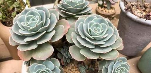 40種多肉綴化_多肉綴化養護_多肉綴化好嗎