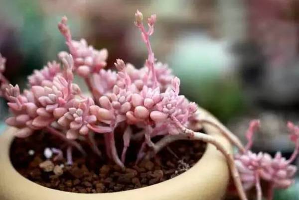 姬秋麗和丸葉姬秋麗的區(qū)別？姬秋麗怎么養(yǎng)才能爆盆?【圖】