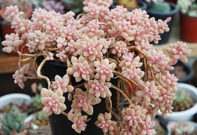 多肉姬秋麗_多肉姬秋麗的養殖方法_多肉姬秋麗怎么養爆盆