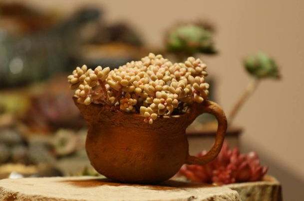 多肉姬秋麗怎么養爆盆_多肉姬秋麗的養殖方法_多肉姬秋麗