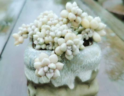 姬秋麗不但繁殖能力強,而且容易爆盆,養(yǎng)成懸掛老樁狀態(tài)