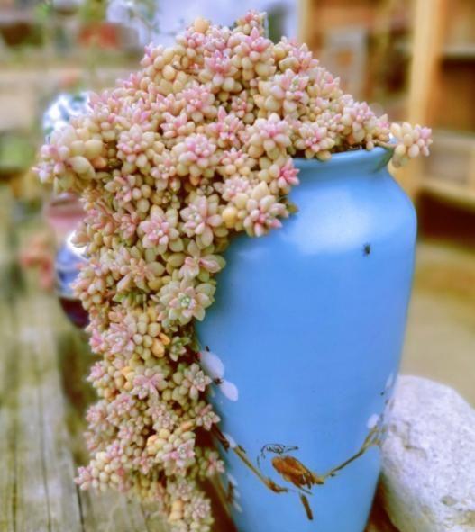 多肉姬秋麗_多肉姬秋麗_多肉姬秋麗