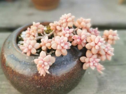 多肉姬秋麗_多肉姬秋麗_多肉姬秋麗