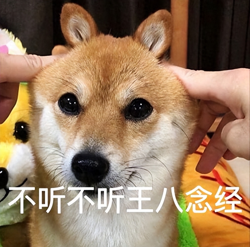 脾氣好的狗有什么特征_十種脾氣最好的狗_好脾氣的狗