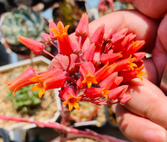 春季多肉開花時，不剪花箭，任其開花，既能賞花又能收獲種子