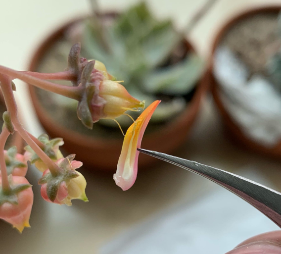 多肉開花剪掉后怎么處理_多肉開花需要剪掉嗎_多肉開花剪下來可以種嗎