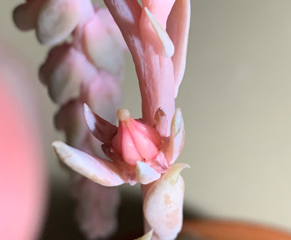 多肉開花剪掉后怎么處理_多肉開花需要剪掉嗎_多肉開花剪下來可以種嗎