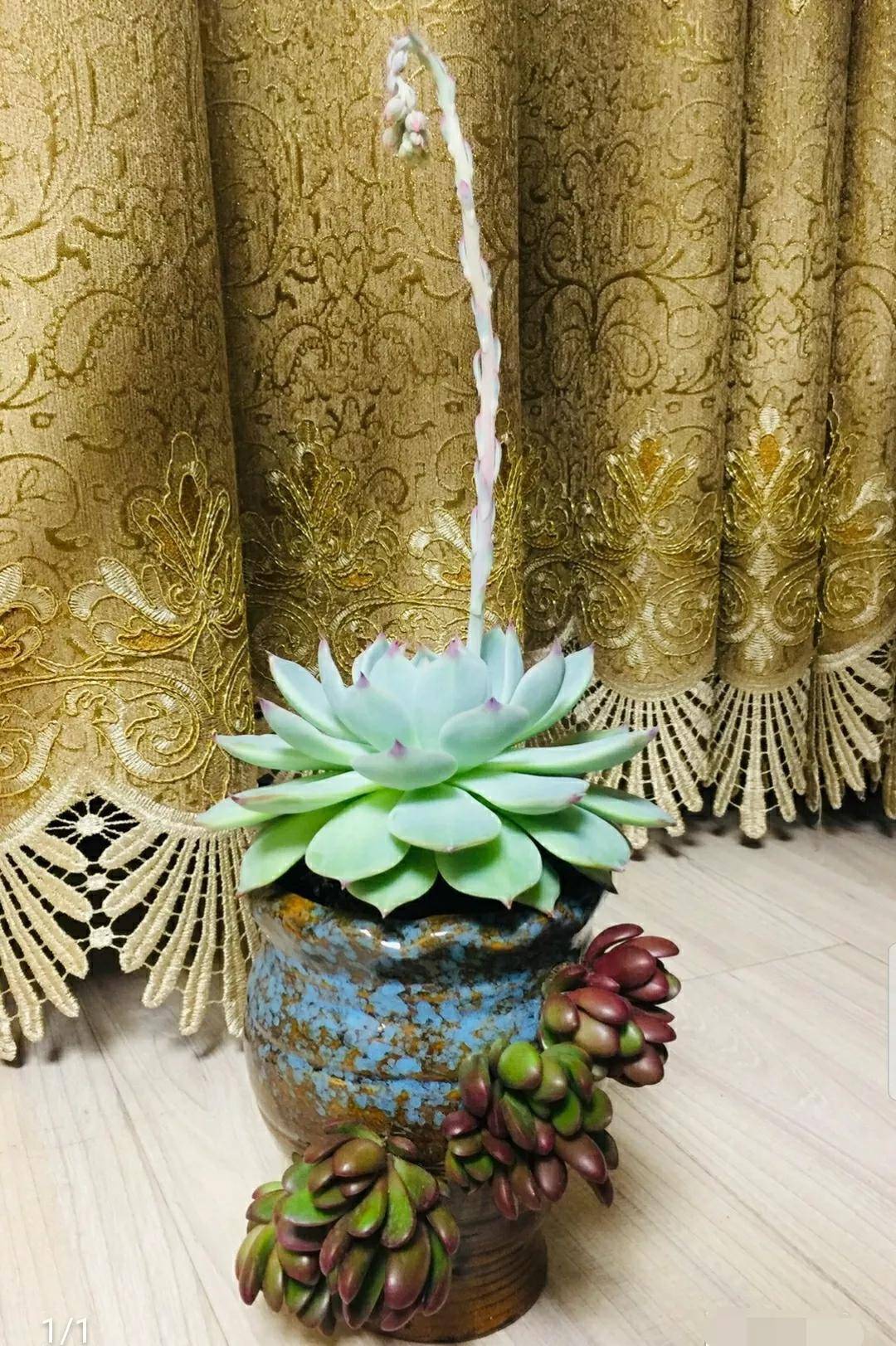 多肉開花剪下來可以種嗎_開花剪掉多肉需要剪枝嗎_多肉開花需要剪掉嗎