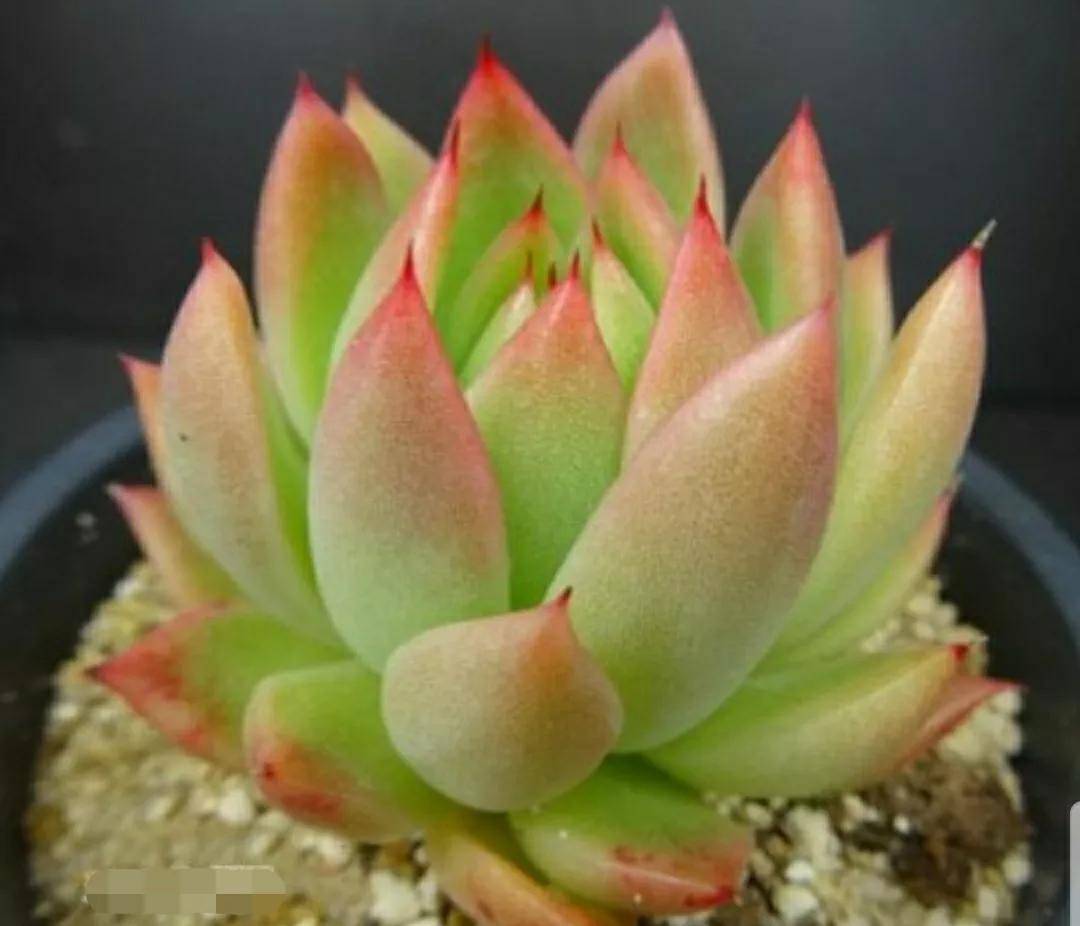 開花剪掉多肉需要剪枝嗎_多肉開花剪下來可以種嗎_多肉開花需要剪掉嗎