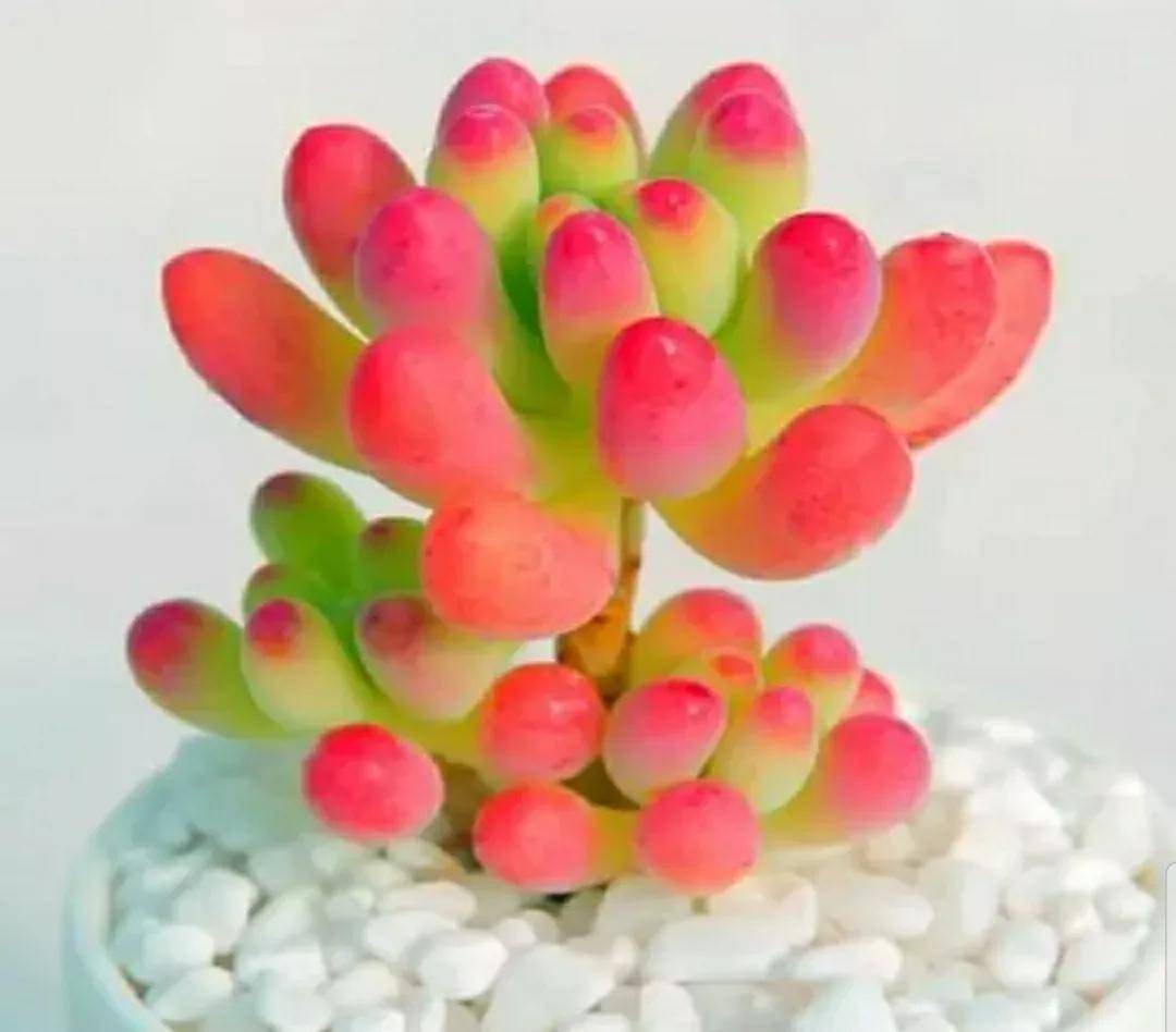 多肉開花剪下來可以種嗎_開花剪掉多肉需要剪枝嗎_多肉開花需要剪掉嗎