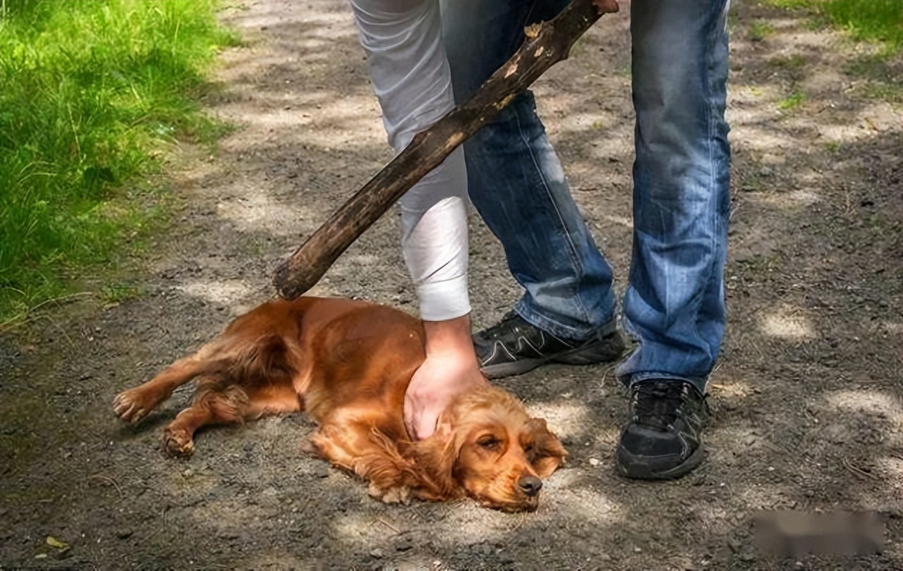 脾氣好的狗有什么特征_十種脾氣最好的狗_脾氣有點狗是什么意思