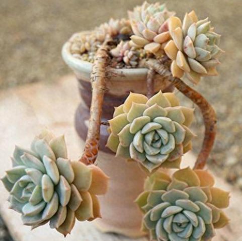 多肉火祭的繁殖方法_多肉火祭怎么繁殖視頻_怎樣養多肉火祭