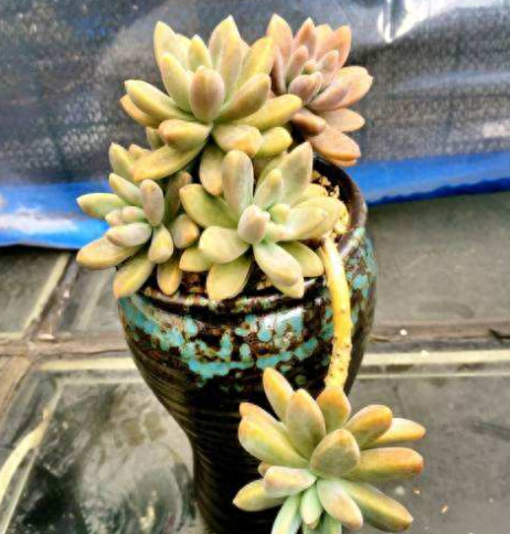 多肉火祭的繁殖方法_怎樣養多肉火祭_多肉火祭怎么繁殖視頻