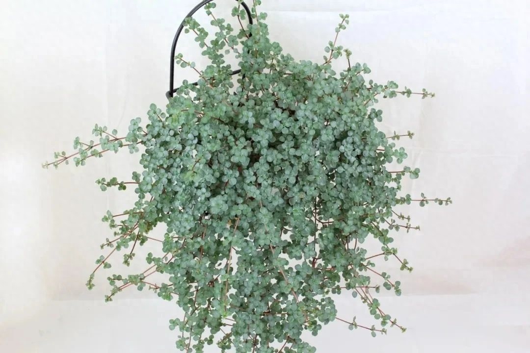 多肉彩虹糖和紫珍珠區(qū)別_多肉彩虹和紫珍珠區(qū)別_彩虹珍珠多肉