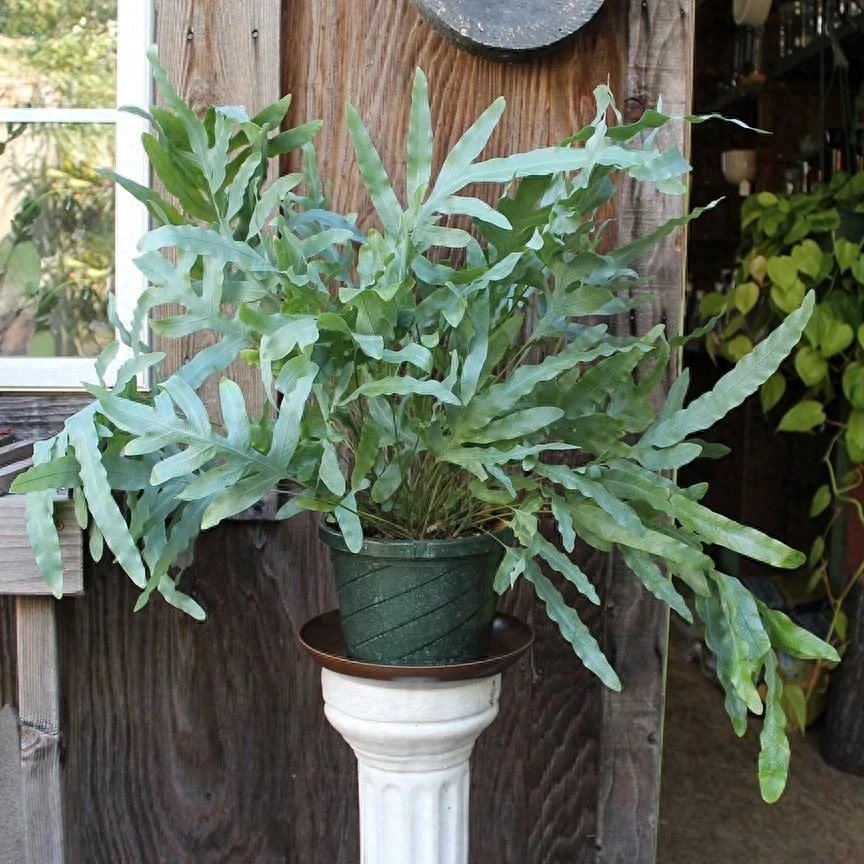 彩虹珍珠多肉_多肉彩虹和紫珍珠區(qū)別_多肉彩虹糖和紫珍珠區(qū)別