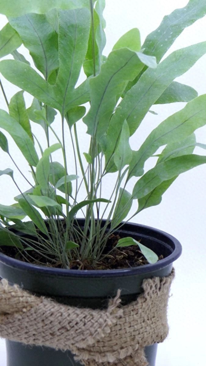 彩虹珍珠多肉_多肉彩虹和紫珍珠區(qū)別_多肉彩虹糖和紫珍珠區(qū)別