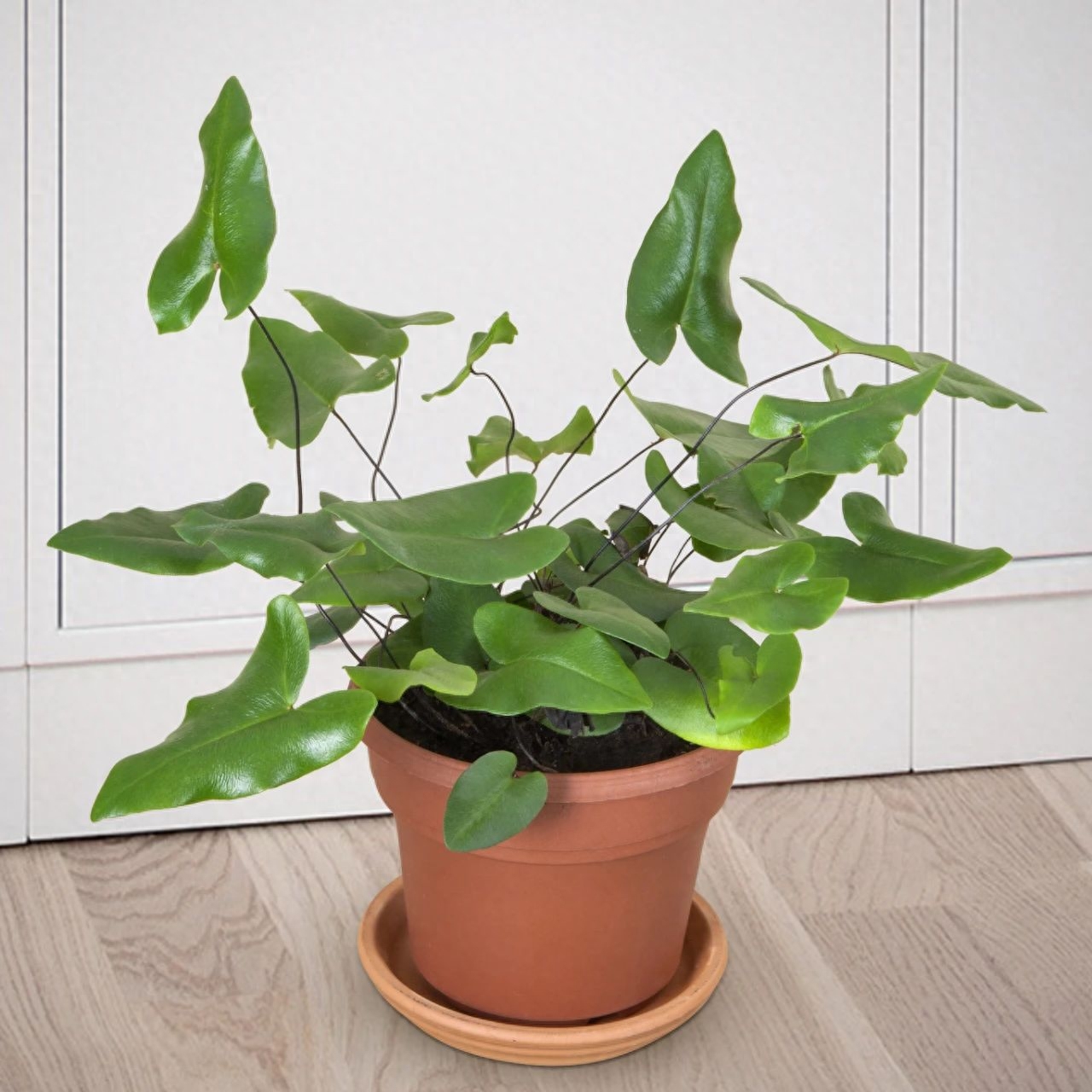 多肉彩虹和紫珍珠區(qū)別_彩虹珍珠多肉_多肉彩虹糖和紫珍珠區(qū)別