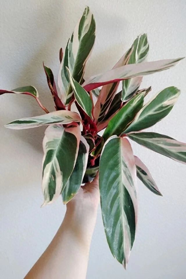 多肉彩虹糖和紫珍珠區(qū)別_彩虹珍珠多肉_多肉彩虹和紫珍珠區(qū)別