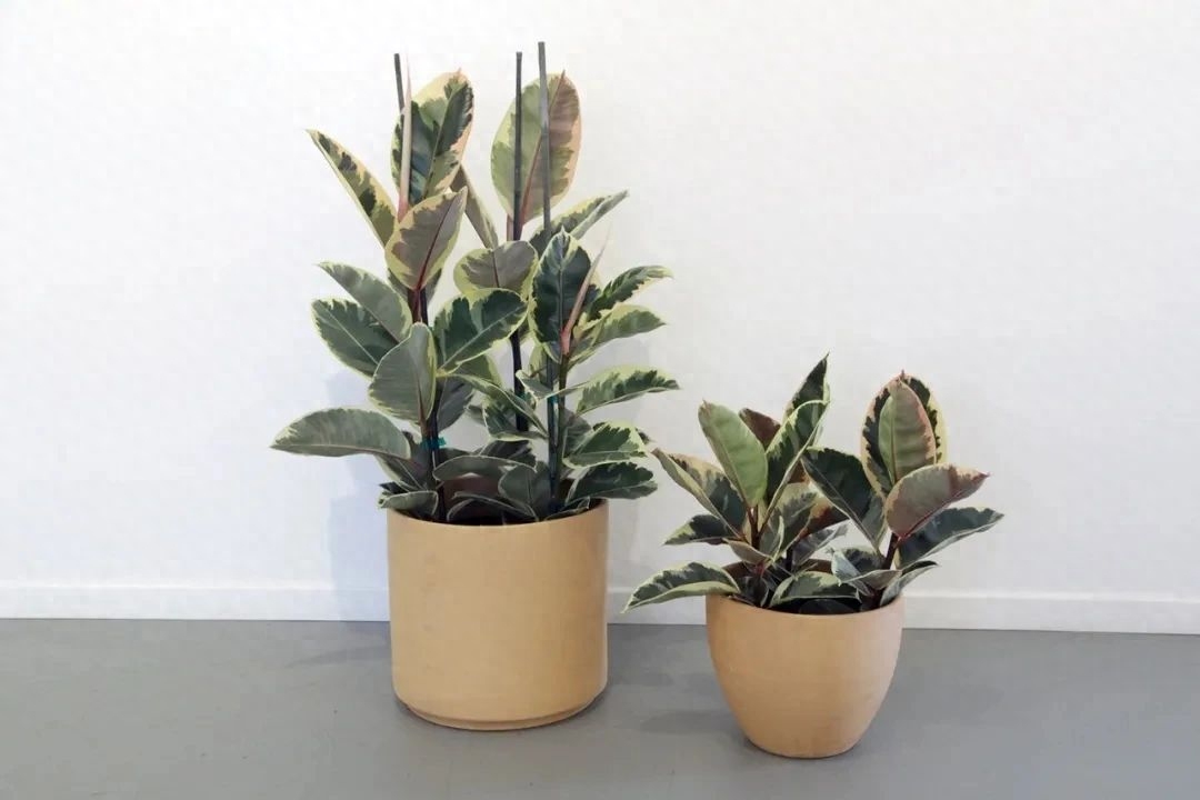 多肉彩虹糖和紫珍珠區(qū)別_彩虹珍珠多肉_多肉彩虹和紫珍珠區(qū)別