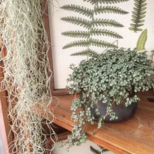 彩虹珍珠多肉_多肉彩虹和紫珍珠區(qū)別_多肉彩虹糖和紫珍珠區(qū)別