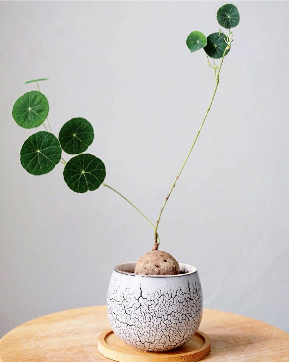 多肉彩虹和紫珍珠區(qū)別_多肉彩虹糖和紫珍珠區(qū)別_彩虹珍珠多肉