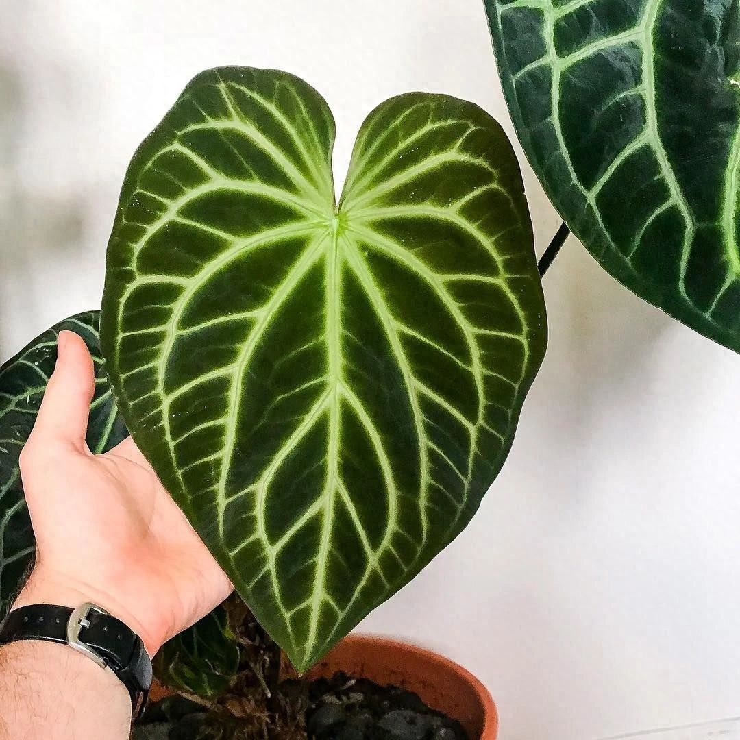 多肉彩虹糖和紫珍珠區(qū)別_彩虹珍珠多肉_多肉彩虹和紫珍珠區(qū)別