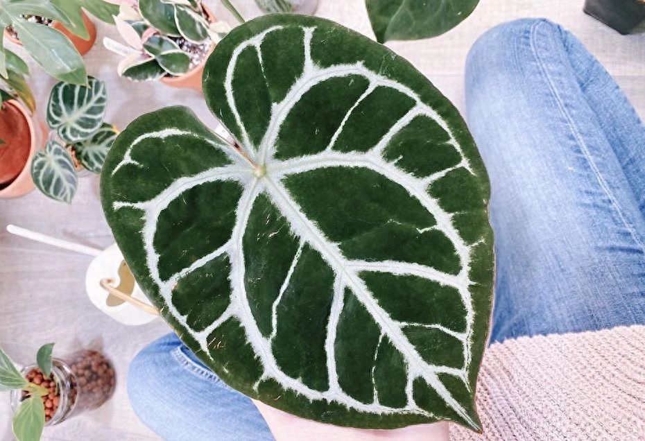 多肉彩虹和紫珍珠區(qū)別_多肉彩虹糖和紫珍珠區(qū)別_彩虹珍珠多肉