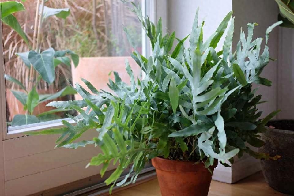 彩虹珍珠多肉_多肉彩虹糖和紫珍珠區(qū)別_多肉彩虹和紫珍珠區(qū)別