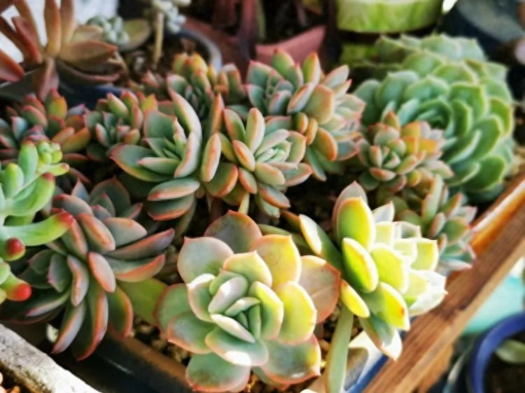 多肉火祭的繁殖方法 一入肉坑深似海，又見美肉歸來時