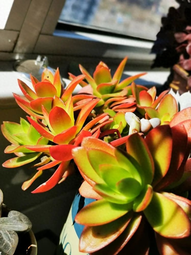 多肉植物火祭怎么繁殖_多肉火祭的繁殖方法_怎樣養多肉火祭