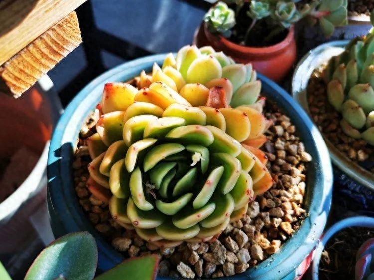 多肉植物火祭怎么繁殖_怎樣養多肉火祭_多肉火祭的繁殖方法