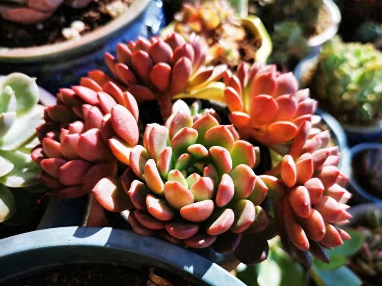 多肉植物火祭怎么繁殖_怎樣養多肉火祭_多肉火祭的繁殖方法