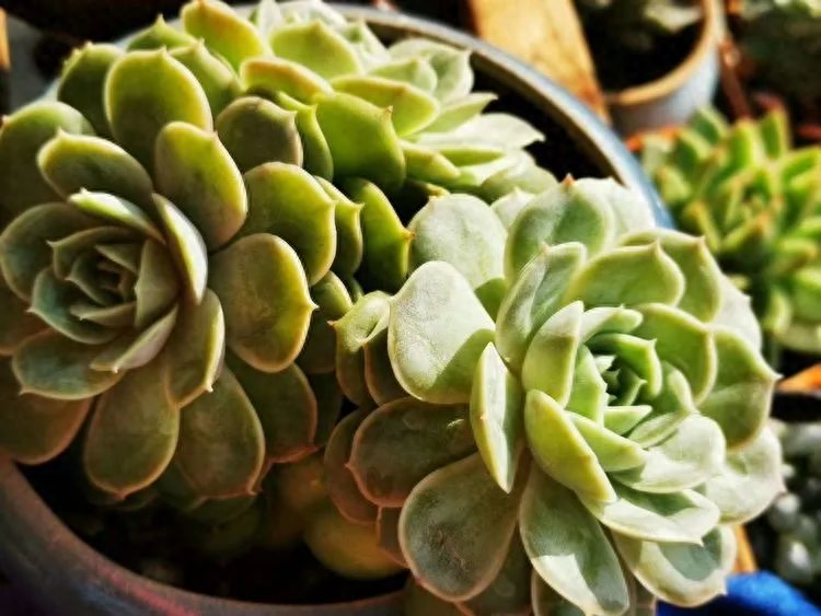 怎樣養多肉火祭_多肉火祭的繁殖方法_多肉植物火祭怎么繁殖