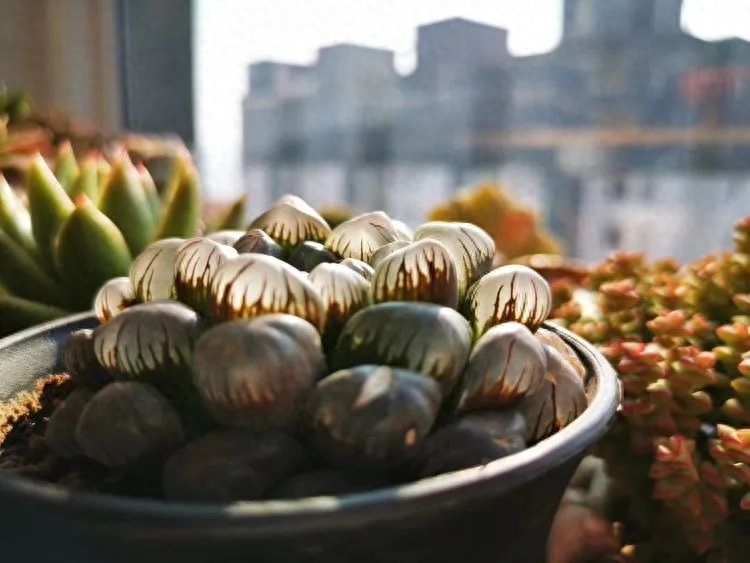 怎樣養多肉火祭_多肉火祭的繁殖方法_多肉植物火祭怎么繁殖