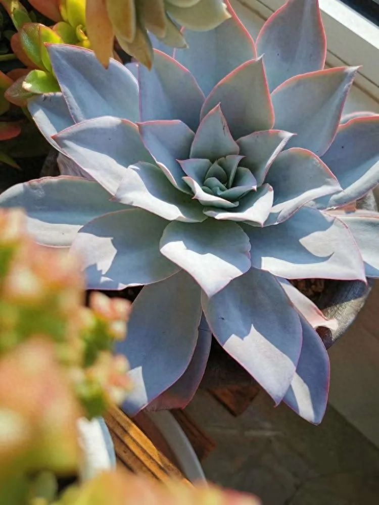 多肉火祭的繁殖方法_多肉植物火祭怎么繁殖_怎樣養多肉火祭