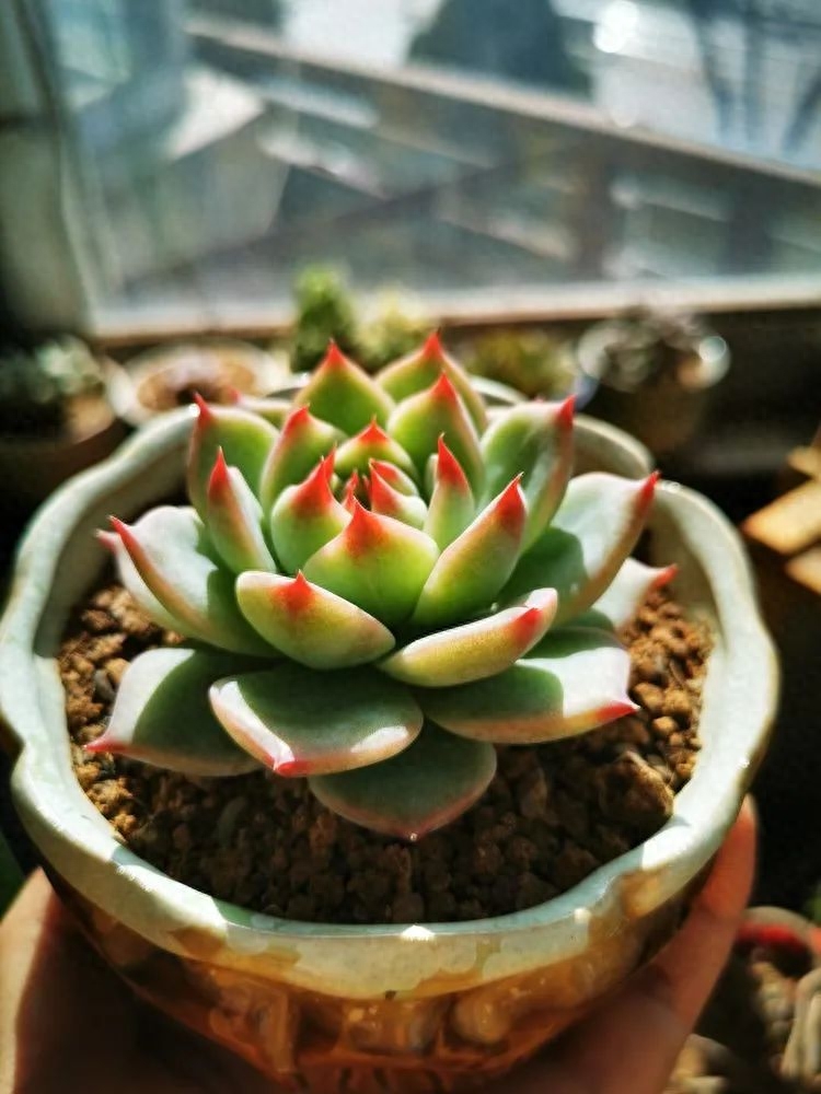 多肉火祭的繁殖方法_怎樣養多肉火祭_多肉植物火祭怎么繁殖