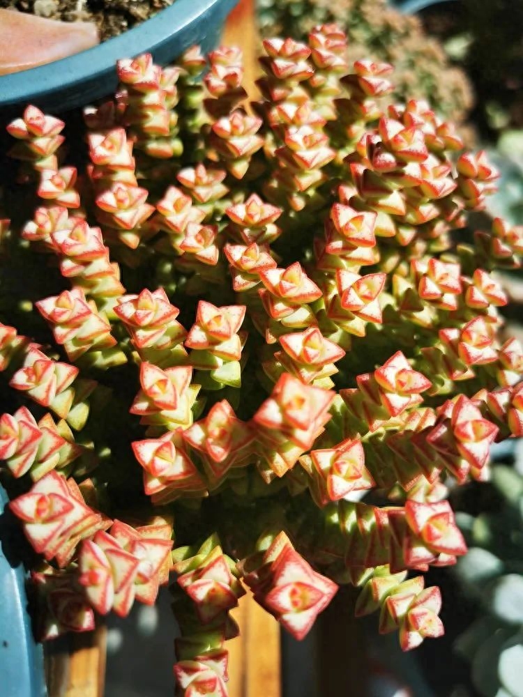 多肉火祭的繁殖方法_怎樣養多肉火祭_多肉植物火祭怎么繁殖