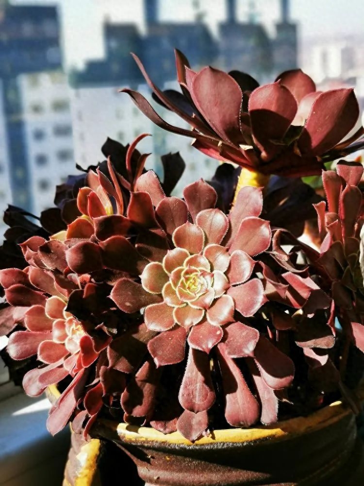 多肉火祭的繁殖方法_怎樣養多肉火祭_多肉植物火祭怎么繁殖