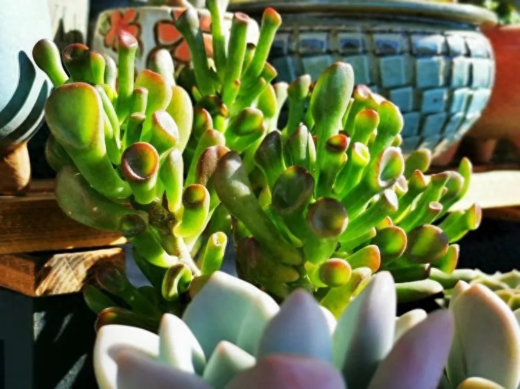 多肉火祭的繁殖方法_多肉植物火祭怎么繁殖_怎樣養多肉火祭