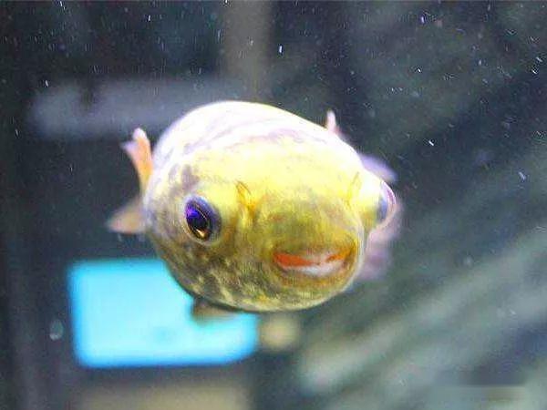 藍色的小型觀賞魚_觀賞小型藍色魚類_藍色的小型魚