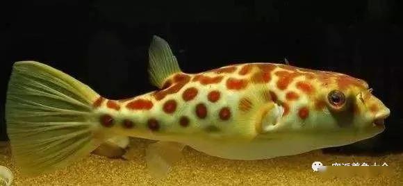 藍色的小型魚_藍色的小型觀賞魚_觀賞小型藍色魚類