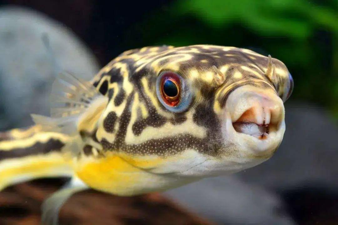 觀賞小型藍色魚類_藍色的小型魚_藍色的小型觀賞魚