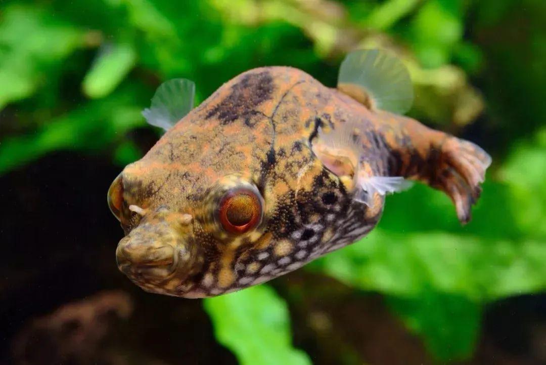 觀賞小型藍色魚類_藍色的小型魚_藍色的小型觀賞魚