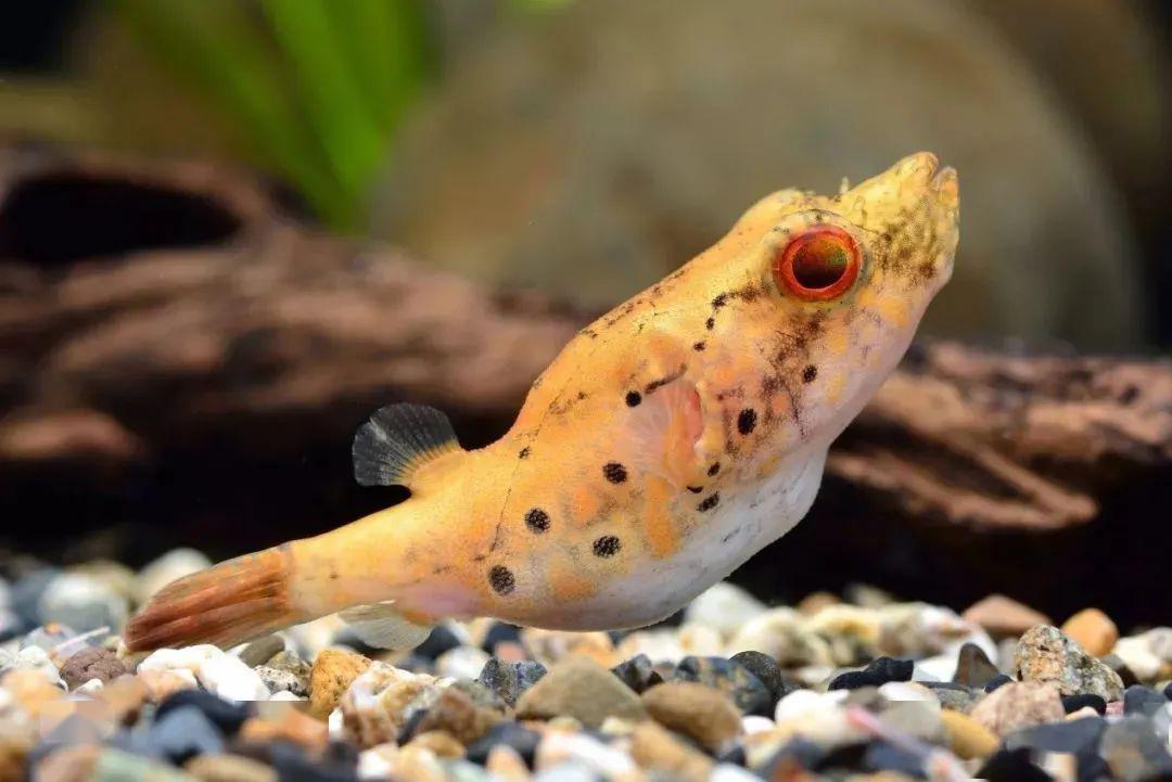 藍色的小型觀賞魚_藍色的小型魚_觀賞小型藍色魚類