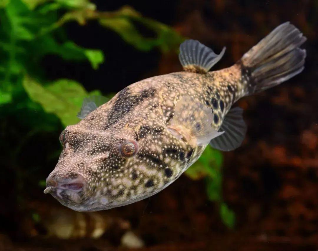 藍色的小型觀賞魚_觀賞小型藍色魚類_藍色的小型魚