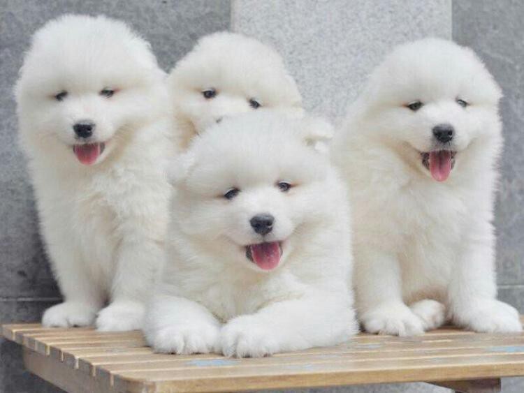 阿拉斯加幼犬價錢_阿拉斯加犬多少錢一只幼崽_幼崽阿拉斯加多少錢